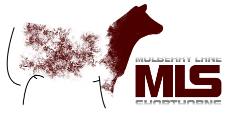 Mulberry Lane Shorthorns